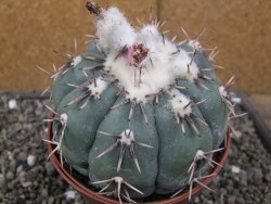 Echinocactus horizonthalonius Tula, Tam. pot 12 cm Roub/Grafted - 12410115