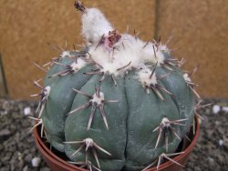 Echinocactus horizonthalonius Tula, Tam. pot 12 cm Roub/Grafted - 12410116