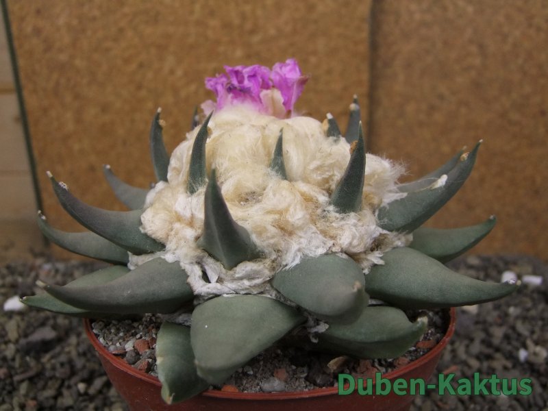 Ariocarpus confusus PP 420 Aramberi NL květináč 12 cm Cites IA