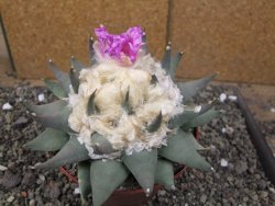 Ariocarpus confusus PP 420 Aramberi NL květináč 12 cm Cites IA - 12410123