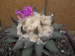 Ariocarpus confusus PP 420 Aramberi NL květináč 12 cm Cites IA - 12410130