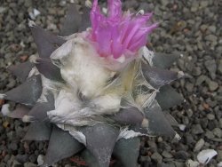 Ariocarpus confusus PP 420 Aramberi NL 9 cm Cites IA