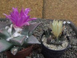 Ariocarpus confusus PP 420 Aramberi NL 8 cm Cites IA - 12410145