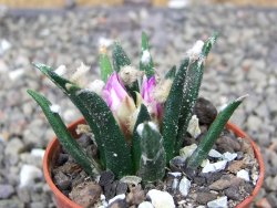 Ariocarpus agavoides pot 5,5 cm cites IA