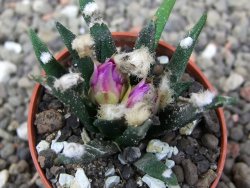 Ariocarpus agavoides pot 5,5 cm cites IA - 12410151