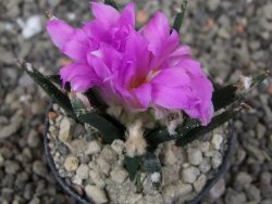 Ariocarpus agavoides pot 5,5 cm cites IA - 12410155