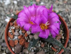 Ariocarpus agavoides pot 5,5 cm cites IA - 12410160