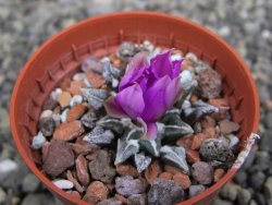 Ariocarpus kotschoubeyanus elephantidens Vista Hermosa pot 5,5 cm - 12410163