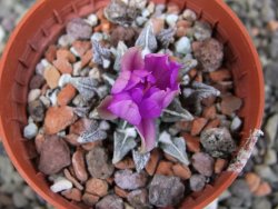 Ariocarpus kotschoubeyanus elephantidens Vista Hermosa pot 5,5 cm - 12410164