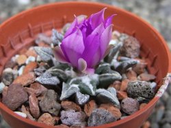 Ariocarpus kotschoubeyanus elephantidens Vista Hermosa pot 5,5 cm - 12410165