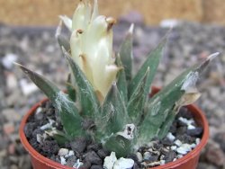 Ariocarpus trigonus elongatus San Antonio 5,5 cm - 12410172