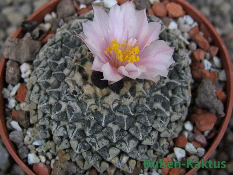 Ariocarpus kotschoubeyanus albiflorus Tula pot 6,5 cm
