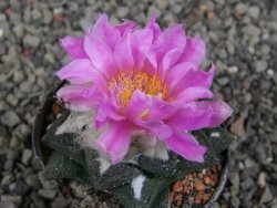 Ariocarpus fissuratus intermedius, pot 5,5 cm - 12410185