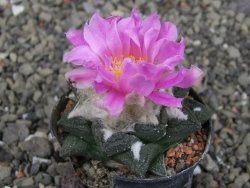 Ariocarpus fissuratus intermedius, pot 5,5 cm - 12410186
