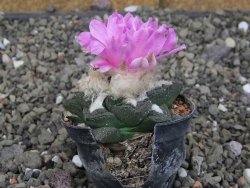 Ariocarpus fissuratus intermedius, pot 5,5 cm - 12410189