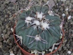 Echinocactus horizonthalonius KMR 21 Huizache 900m, pot 6,5 cm - 12410193