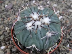 Echinocactus horizonthalonius KMR 21 Huizache 900m, pot 6,5 cm - 12410199