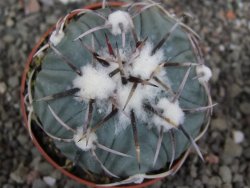 Echinocactus horizonthalonius KMR 21 Huizache 900m, pot 6,5 cm - 12410210