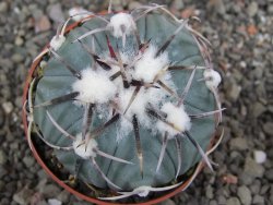 Echinocactus horizonthalonius KMR 21 Huizache 900m, pot 6,5 cm - 12410211