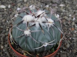 Echinocactus horizonthalonius KMR 21 Huizache 900m, pot 6,5 cm