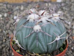 Echinocactus horizonthalonius KMR 21 Huizache 900m, pot 6,5 cm - 12410213