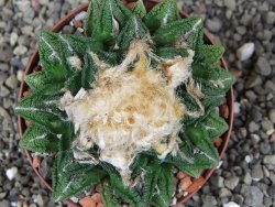 Ariocarpus fissuratus hintonii Matehuala XXL pot 8 cm