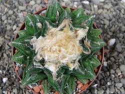 Ariocarpus fissuratus hintonii Matehuala XXL pot 8 cm - 12410223