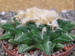 Ariocarpus fissuratus hintonii Matehuala XXL pot 8 cm - 12410227