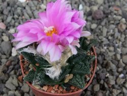 Ariocarpus fissuratus hintonii Matehuala pot 5,5 cm Cites IA - 12410231