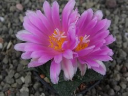 Ariocarpus fissuratus, pot 5,5 cm Cites IA - 12410242