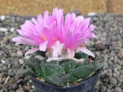 Ariocarpus fissuratus, pot 5,5 cm Cites IA - 12410244