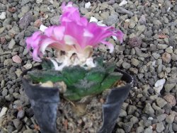 Ariocarpus fissuratus, pot 5,5 cm Cites IA - 12410251