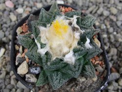 Ariocarpus fissuratus, pot 5,5 cm Cites IA - 12410252