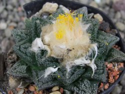 Ariocarpus fissuratus, pot 5,5 cm Cites IA - 12410254