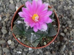 Ariocarpus lloydii pot 5,5 cm - 12410257