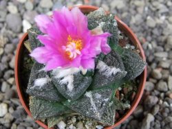 Ariocarpus lloydii pot 5,5 cm - 12410259