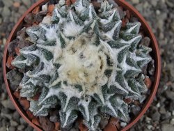 Ariocarpus kotschoubeyanus elephantidens Vista Hermosa pot 6,5 cm - 12410265