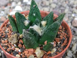 Ariocarpus bravoanus El Ňuňez pot 5,5 cm - 12410269