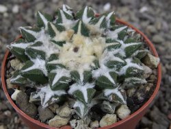 Ariocarpus kotschoubeyanus elephantidens Vista Hermosa pot 6,5 cm - 12410274