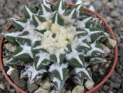 Ariocarpus kotschoubeyanus elephantidens Vista Hermosa pot 6,5 cm