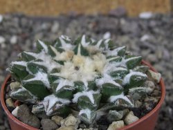 Ariocarpus kotschoubeyanus elephantidens Vista Hermosa pot 6,5 cm - 12410279