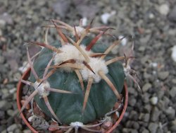Echinocactus horizonthalonius Jacales, pot 5,5 cm - 12410285