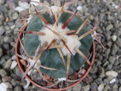 Echinocactus horizonthalonius Jacales, pot 5,5 cm - 12410287