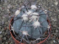 Echinocactus horizonthalonius RS584 km 138 El Hundido, pot 7 cm - 12410295