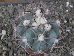 Echinocactus horizonthalonius RS584 km 138 El Hundido, pot 7 cm - 12410300