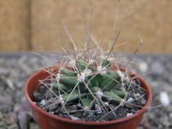 Ferobergia semenáč, pot 5,5 cm - 12410305