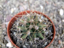 Ferobergia semenáč, pot 5,5 cm - 12410306