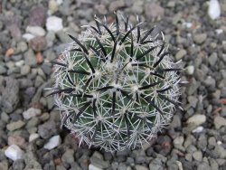 Coryphantha kracikii Diamante, Dur pot 4 cm - 12410312