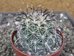 Coryphantha kracikii Diamante, Dur pot 6,5 cm