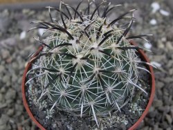 Coryphantha kracikii Diamante, Dur pot 6,5 cm - 12410316